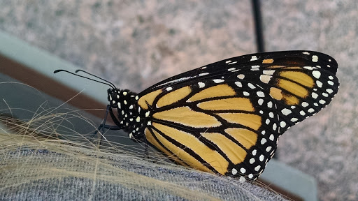 Botanical Garden «Conservation Garden Park», reviews and photos, 8275 1300 W, West Jordan, UT 84088, USA