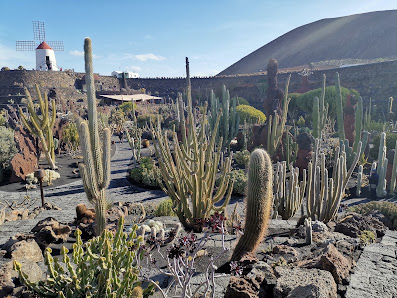 Jardín Av. del Mar, 16, 35508 Costa Teguise, Las Palmas, España