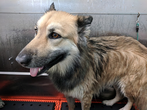 Pet Supply Store «Premier Pet Supply», reviews and photos, 15399 Merriman Rd, Livonia, MI 48154, USA