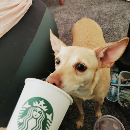 Starbucks image