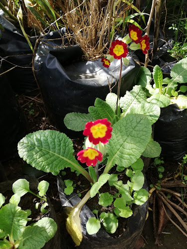 Opiniones de Vivero los Avellanos en Nueva Imperial - Centro de jardinería