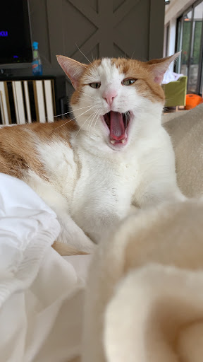 Pet Supply Store «Pet Supplies Plus», reviews and photos, 2575 NC-105 #100, Boone, NC 28607, USA