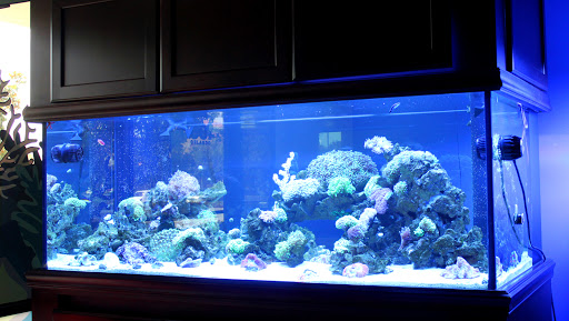 Tropical Fish Store «Living Reef Orlando», reviews and photos, 504 N Alafaya Trail #112, Orlando, FL 32828, USA