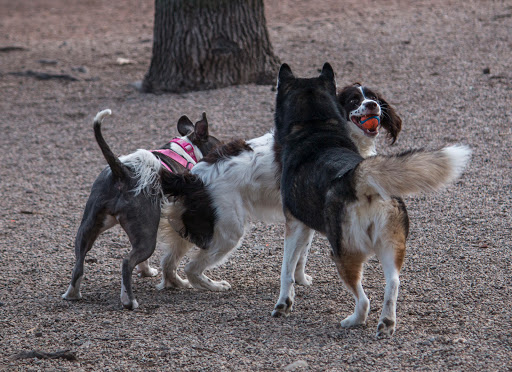 Park «Union Street Dog Park», reviews and photos, 59 Fair St, New Haven, CT 06511, USA