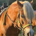 Photo n°3 de l'avis de Gabriella.e fait le 15/10/2023 à 12:49 sur le  Parco del Grassano à San Salvatore Telesino