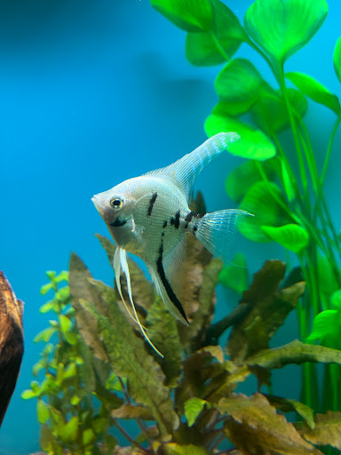 Tropical Fish Store «Ocean Design Aquarium», reviews and photos, 7542 W Addison St, Chicago, IL 60634, USA