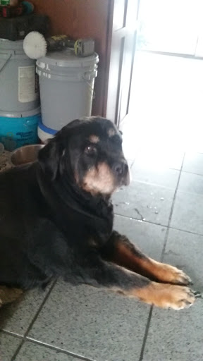 Pet Supply Store «Petco Animal Supplies», reviews and photos, 2920 Easton Ave, Bethlehem, PA 18017, USA