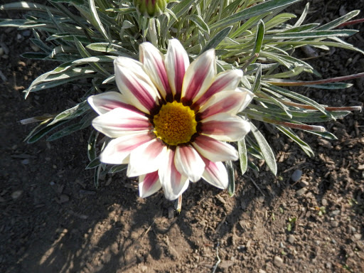 National Park «Home of Franklin D. Roosevelt National Historic Site», reviews and photos, 4097 Albany Post Rd, Hyde Park, NY 12538, USA