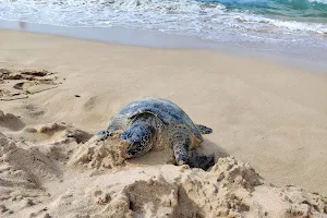 Laniakea Beach image