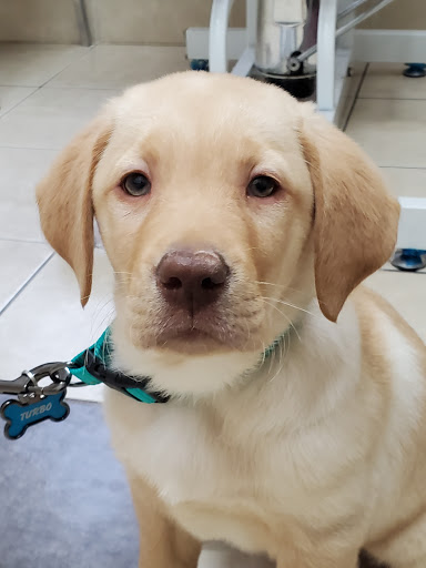 Brampton Georgetown Animal Hospital image