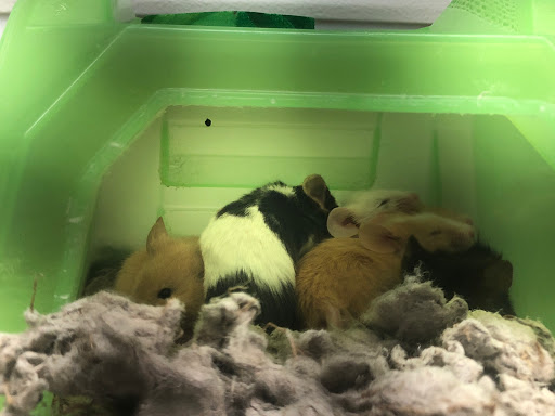 Pet Supply Store «Petco Animal Supplies», reviews and photos, 13053 Lee Jackson Memorial Hwy b, Fairfax, VA 22033, USA