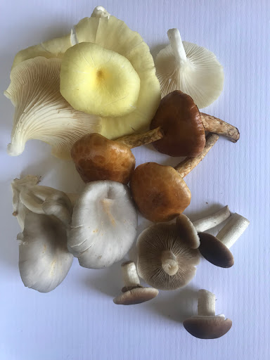 Produce Market «The Woodlands at Phillips», reviews and photos, 1020 Kaolin Rd, Kennett Square, PA 19348, USA