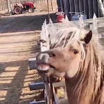 Photo n°1 de l'avis de Peppino.i fait le 11/04/2022 à 19:36 sur le  Alaturca à Crema