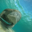 Palm Beach Snorkel Tours