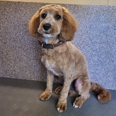 Canine Crazy Dog Grooming