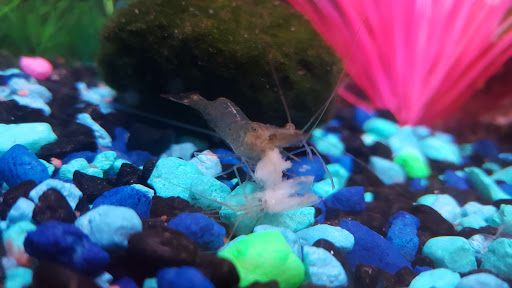 Pet Supply Store «Pet Supplies Plus», reviews and photos, 311 Sagamore Pkwy N, Lafayette, IN 47904, USA