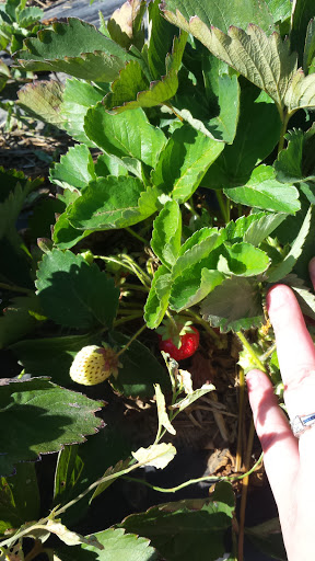 Produce Market «Berry Patch Farms», reviews and photos, 13785 Potomac St, Brighton, CO 80601, USA