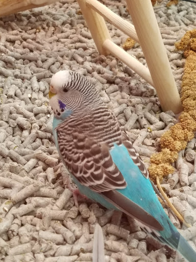 Pet Supply Store «Petco Animal Supplies», reviews and photos, 9 W Avon Rd, Avon, CT 06001, USA