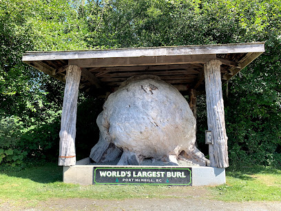 World’s Largest Burl