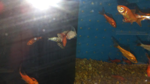 Pet Supply Store «Pet Supermarket», reviews and photos, 11160 Panama City Beach Pkwy #402, Panama City Beach, FL 32407, USA