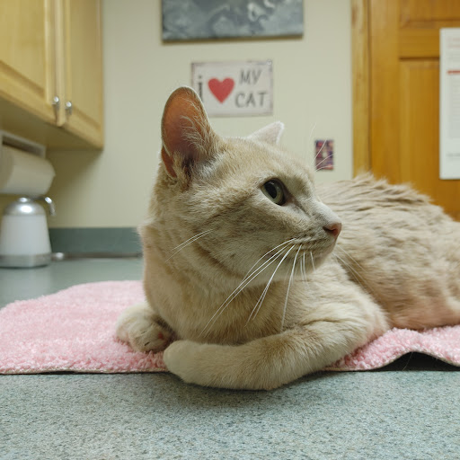 La Zoetry Pet Clinic image