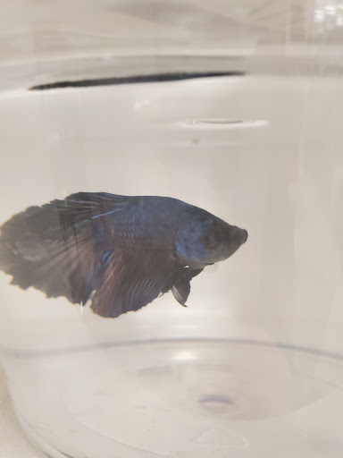 Pet Supply Store «Petco», reviews and photos, 3735 E Castro Valley Blvd, Castro Valley, CA 94552, USA