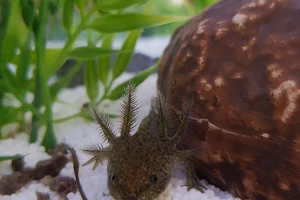 Axolotl-Schweiz / Thomas Christen image