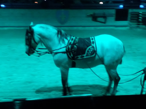 Dinner Theater «Medieval Times Dinner & Tournament», reviews and photos, 5900 Sugarloaf Pkwy #517, Lawrenceville, GA 30043, USA