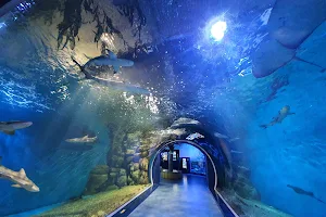 Gyeongpo Aquarium image