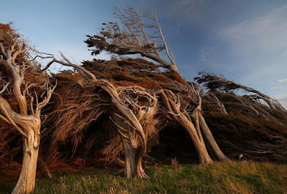 The trees of Slope Point