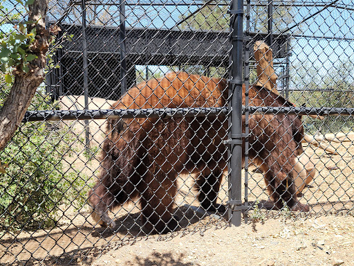 Zoo «Heritage Park Zoological Sanctuary», reviews and photos, 1403 Heritage Park Rd, Prescott, AZ 86301, USA