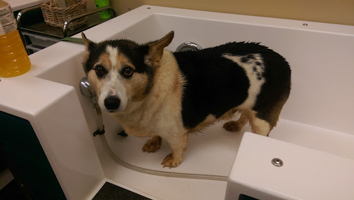 Pet Supply Store «The Natural Dog», reviews and photos, 3708 Lawndale Dr, Greensboro, NC 27455, USA