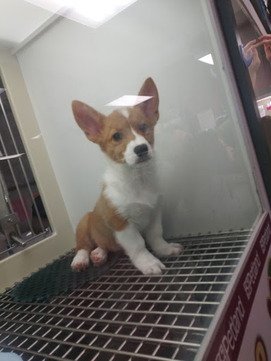 Pet Store «Petland», reviews and photos, 7030 Bandera Rd, San Antonio, TX 78238, USA