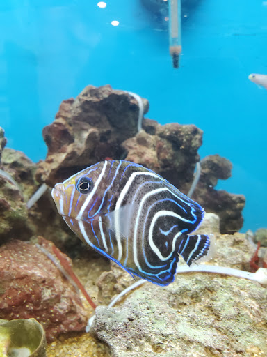 Pet Supply Store «Petco Animal Supplies», reviews and photos, 27580 W Lugonia Ave, Redlands, CA 92374, USA