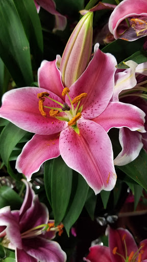 Grocery Store «ACME Markets», reviews and photos, 323 Old York Rd, Jenkintown, PA 19046, USA