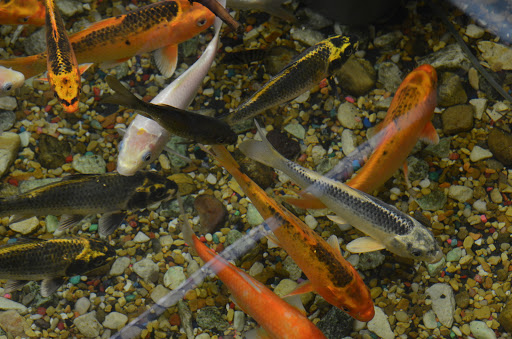 Tropical Fish Store «Age of Aquariums», reviews and photos, 118 N Cedar Ave, Cookeville, TN 38501, USA