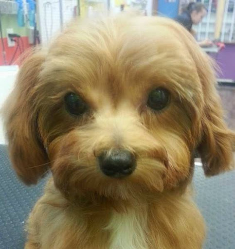 Pet Groomer «Barking Beauties pet Boutique», reviews and photos, 112 E 2nd St S, Newton, IA 50208, USA