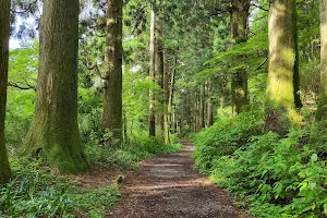 Old Tōkaidō Road Ancient Cedar Avenue - East End image