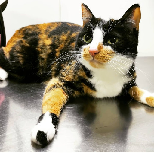 Centro Veterinario Quatre Potes en Vallirana