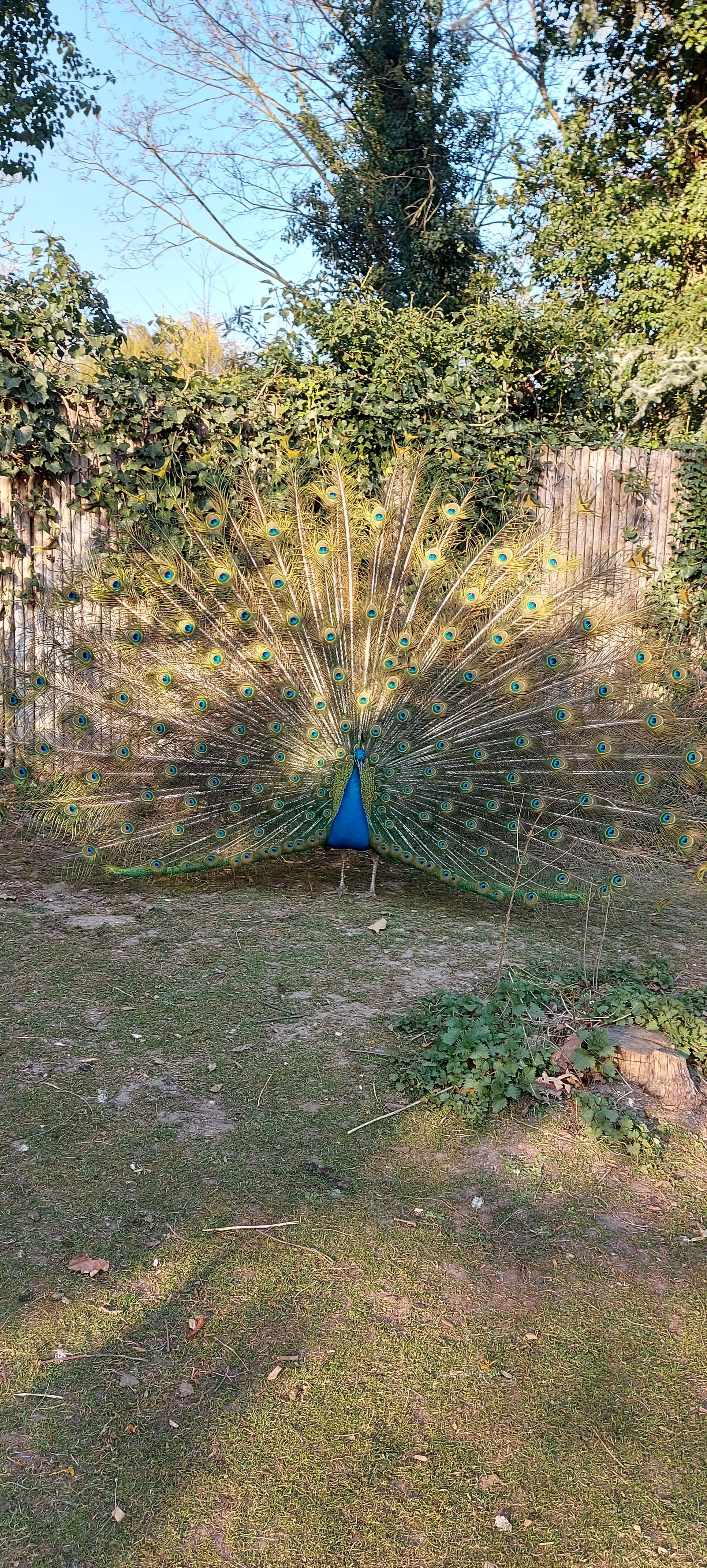 Photo n° 42 de l'avis de gwadilina.l fait le 12/05/2022 à 00:30