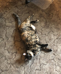 Kobie’s All About Pets, LLC - Photo 5 - Car repair in , Colorado Springs