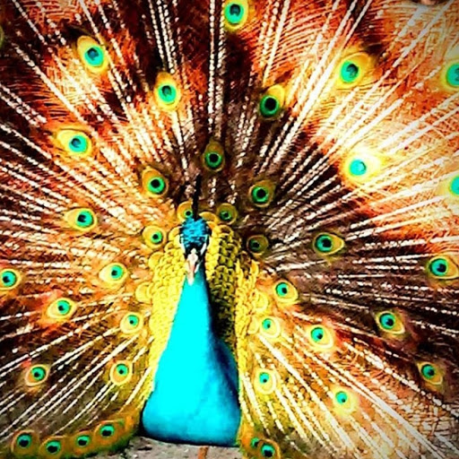 Explore laos tattoo ideas, creative tattoo ideas in Fort Myers, available at Karney Life Enterprises