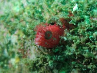 MIURA DIVE CENTER