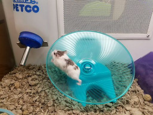 Pet Supply Store «Petco Animal Supplies», reviews and photos, 45205 Worth Ave, California, MD 20619, USA