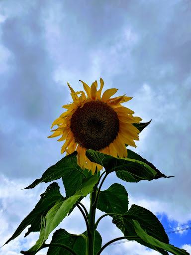 Produce Market «Race Farm», reviews and photos, 87 Belcher Rd, Blairstown, NJ 07825, USA