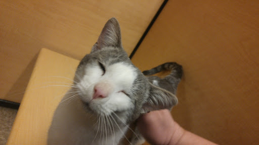 Pet Supply Store «PetSmart», reviews and photos, 1042 Fairplain Dr, Benton Harbor, MI 49022, USA