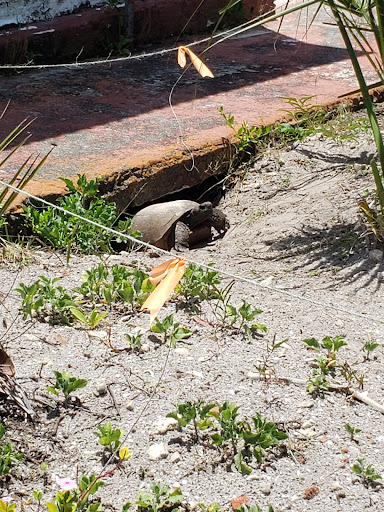 Boat Tour Agency «Dolphin Snorkeling Cruise», reviews and photos, 4630 29th Ave S, Gulfport, FL 33711, USA