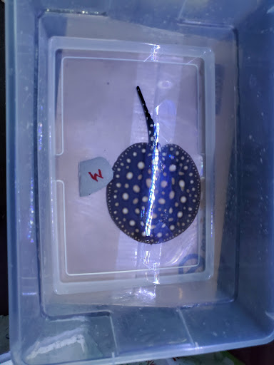 Tropical Fish Store «KHC Aquarium», reviews and photos, 150-1 Northern Blvd, Flushing, NY 11354, USA