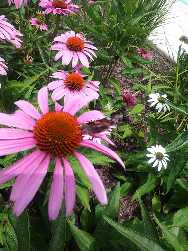 Water Park «Leon Corlew Park & Splash Pad», reviews and photos, E Schwarz St & S Main Street, Edwardsville, IL 62025, USA