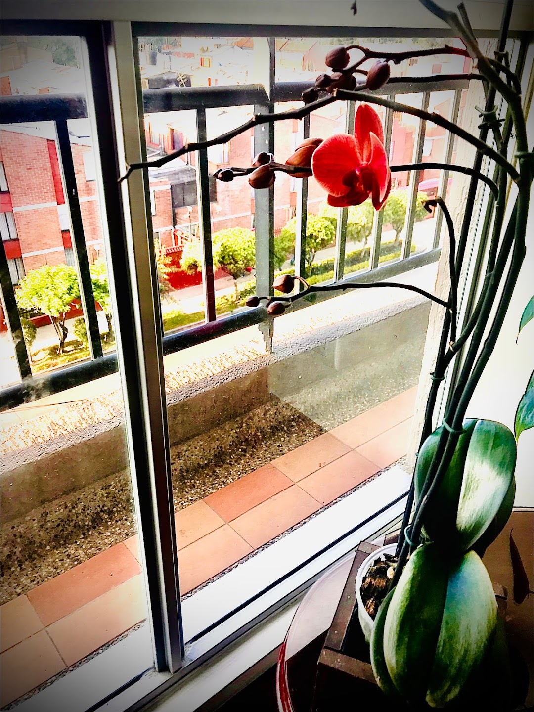 Floristería EnFlores sede Chico